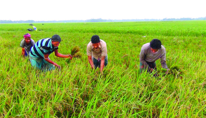১৬১২৩ নম্বরে কল করে পরামর্শ পাবেন কৃষক