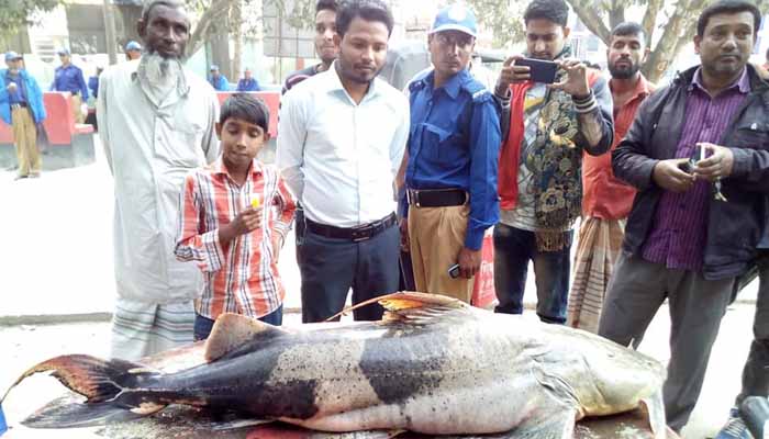 পদ্মায় জেলেদের জালে ২৫ কেজির বাঘাইড় মাছ