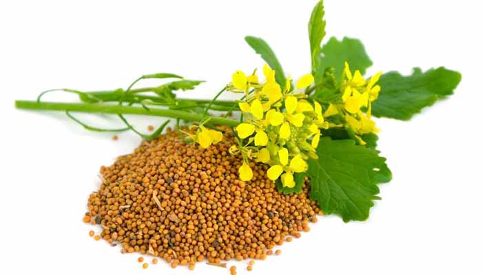 ওজন কমায় সরিষার বীজ