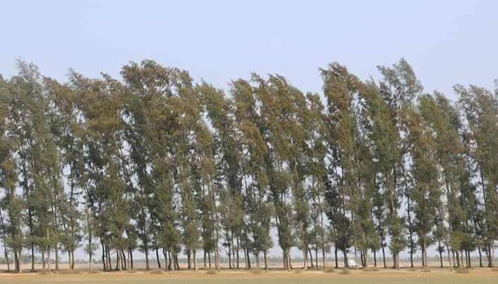 প্রকৃতির সান্নিধ্য পেতে যেতে পারেন প্যারাবনে