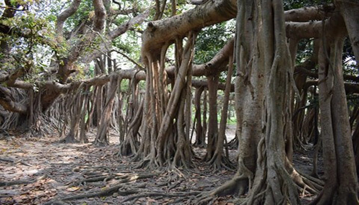 কালের সাক্ষী 'দম্পতি গাছ'