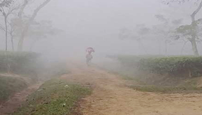শ্রীমঙ্গলে বাড়ছে শীতের তীব্রতা