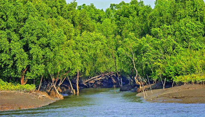 সুন্দরবন রক্ষায় দুই মাসের কর্মসূচি