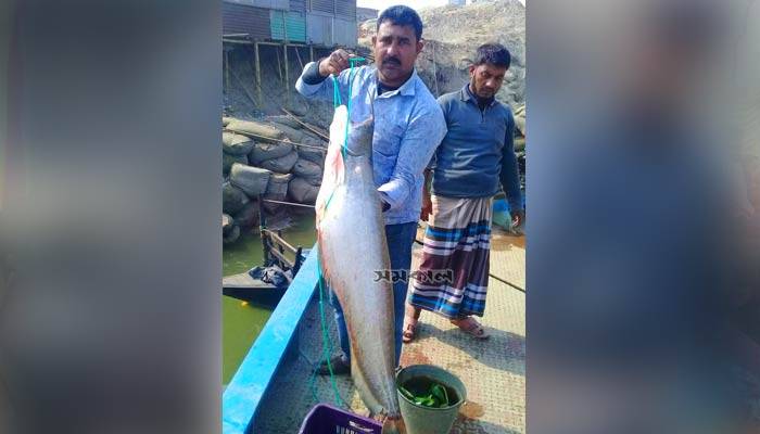 এক বোয়ালের দাম ৩০ হাজার টাকা এক বোয়ালের দাম ৩০ হাজার টাকা