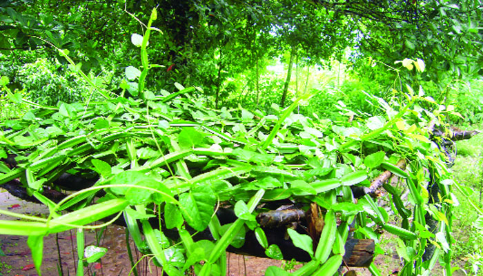হাড়জোড়া উদ্ভিদের ঔষধিগুণ