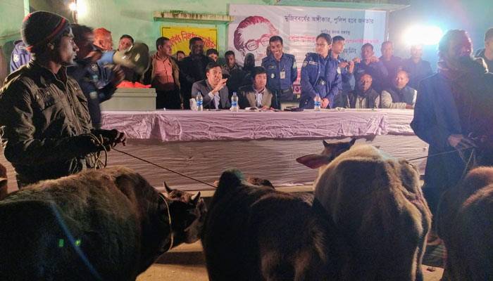 কলমাকান্দায় জব্দকৃত ৬০ ভারতীয় গরু নিলামে বিক্রি