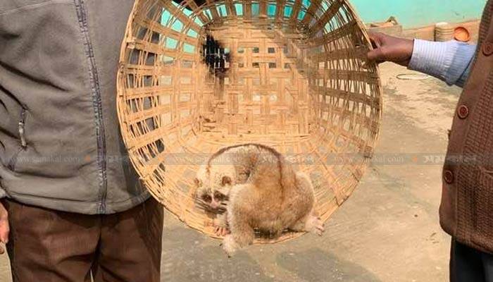 সিলেটে চা-বাগান থেকে লজ্জাবতী বানর উদ্ধার