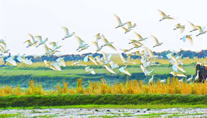 নতুন চরে জীববৈচিত্র্য