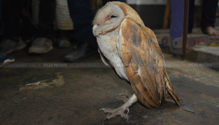 দিনাজপুরে বিলুপ্তপ্রায় রাতপেঁচা উদ্ধার
