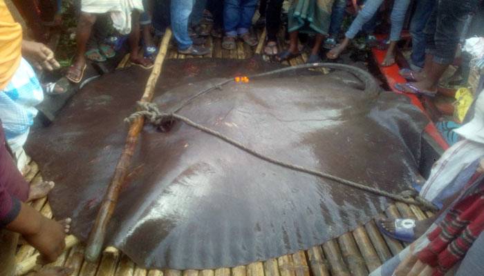 মেঘনায় বড়শিতে ধরা পড়ল ১০০ কেজির মাছ
