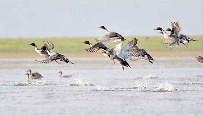 অতিথি পাখিতে মুখরিত হাকালুকি হাওর