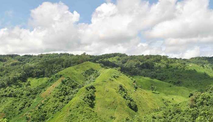 মাটিরাঙায় দুইশ' বিঘা গাঁজা ক্ষেত ধ্বংস