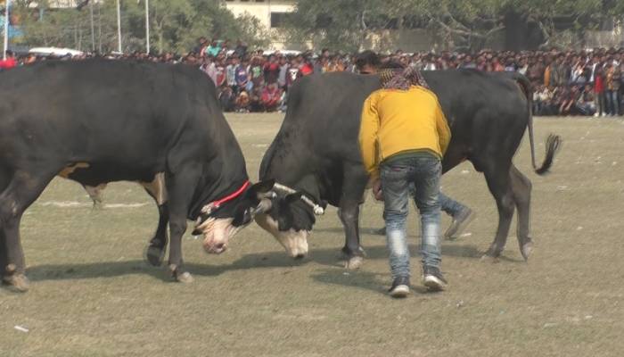 সুলতান মেলায় ষাঁড়ের লড়াই প্রতিযোগিতা