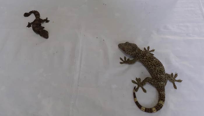 সাতক্ষীরায় তক্ষকসহ চোরাকারবারী আটক