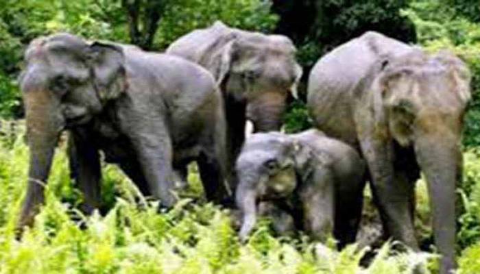কর্ণফুলীতে বন্যহাতির আক্রমণে বৃদ্ধার মৃত্যু