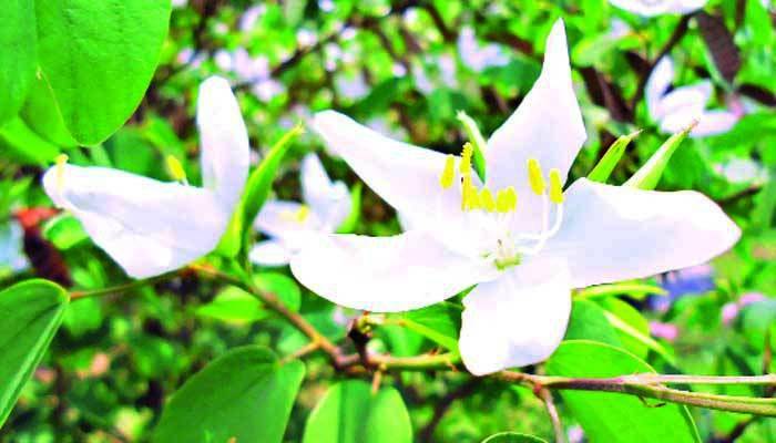 পেটের পীড়া ও হাঁপানির চিকিৎসায় সাদা কাঞ্চন