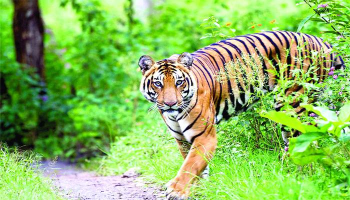 গরু খেলে বাঘকে শাস্তি দেওয়ার বিধান চাইলেন বিধায়ক
