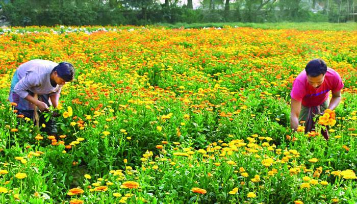 বসন্ত-ভালোবাসায় টার্গেট পাঁচ কোটি টাকা