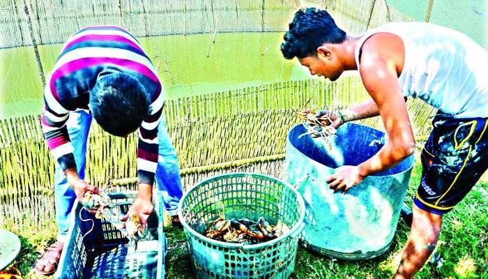 কাঁকড়া ও কুঁচিয়া রপ্তানিতে ধস