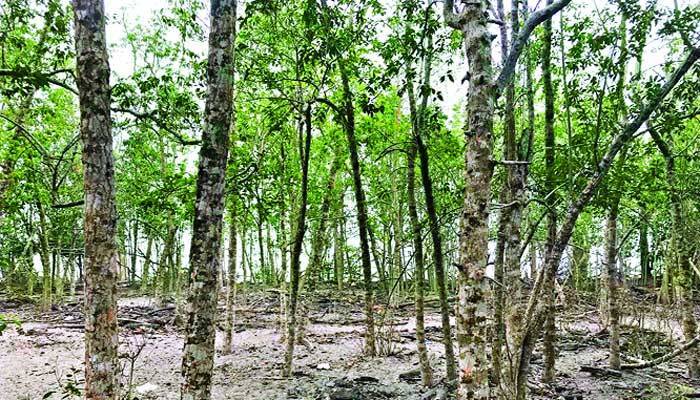 লবণাক্ততাই এখন বড় শত্রু