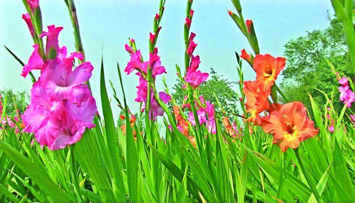 জীবনে রং এলো গ্লাডিওলাসে