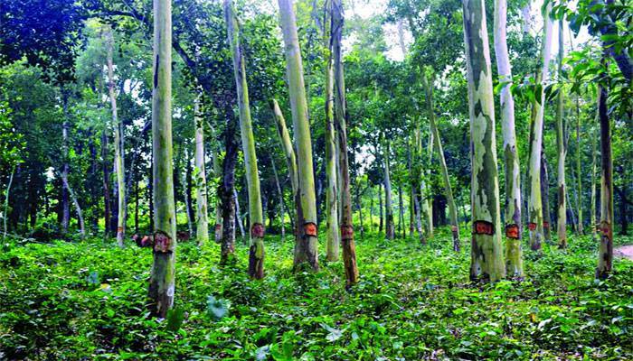 ক্ষতিপূরণ আদায়ের চিন্তাভাবনা