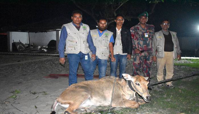 সেই নীলগাইটির ঠাঁই হলো বঙ্গবন্ধু সাফারি পার্কে