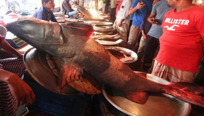 বাজারে ১০০ কেজির বাঘাইড়