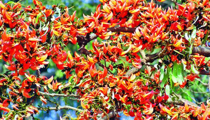 পলাশ ফুলের ঔষধিগুণ