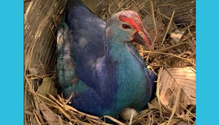 শ্রীমঙ্গলে ডিম দিয়েছে অতিথি পাখি কালেম