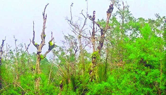দেড় যুগে উজাড় ৮ ভাগ বনভূমি