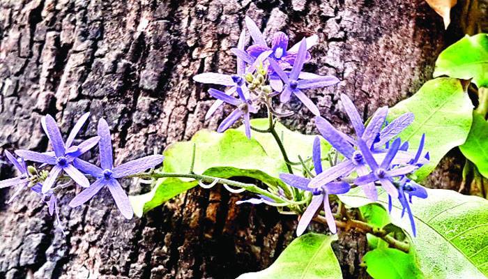 দ্বিজেন শর্মার ফুলে রঙিন বসন্ত