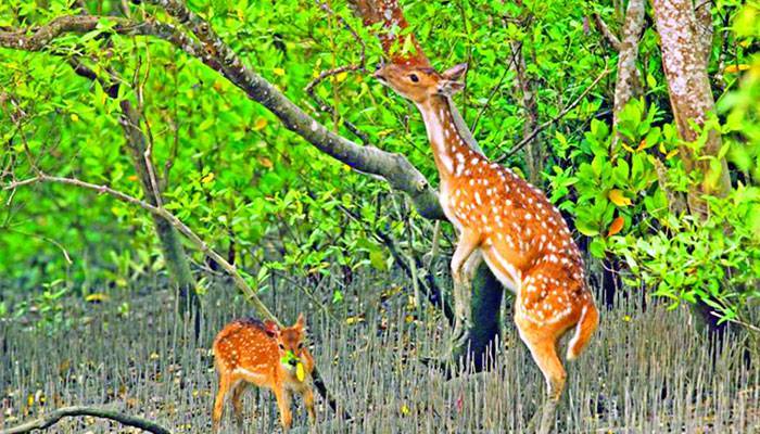 ওরা ভালো নেই