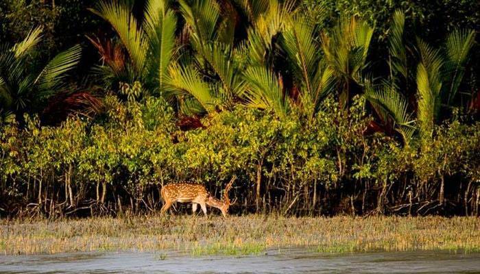 সুন্দরবনে কত প্রাণী জানে না বন বিভাগ