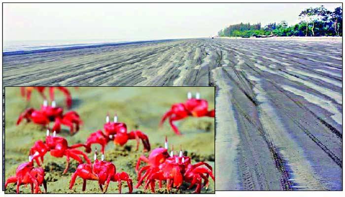 লাল কাঁকড়ার 'আলপনা'