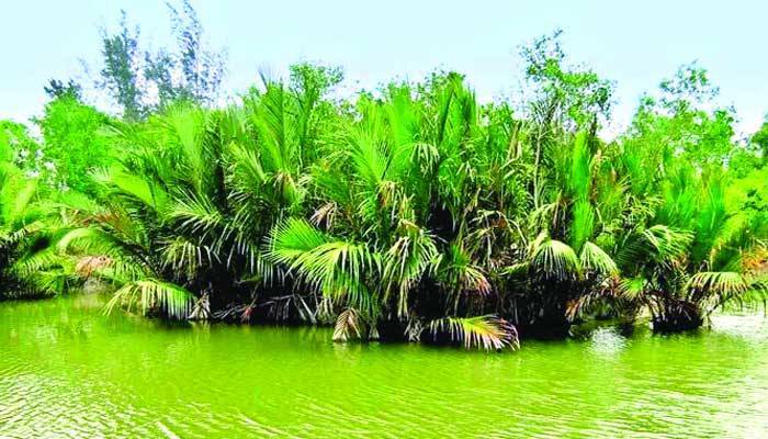 আগের মতো পাখি নেই