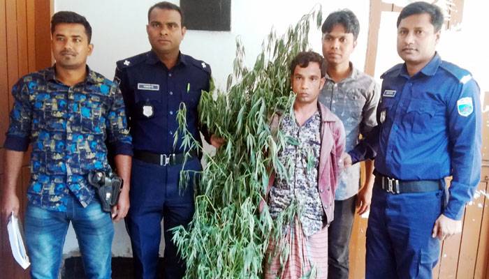 বাড়ির আঙ্গিনায় গাঁজার চাষ