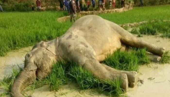 কক্সবাজারে দুই বন্যহাতির রহস্যজনক মৃত্যু