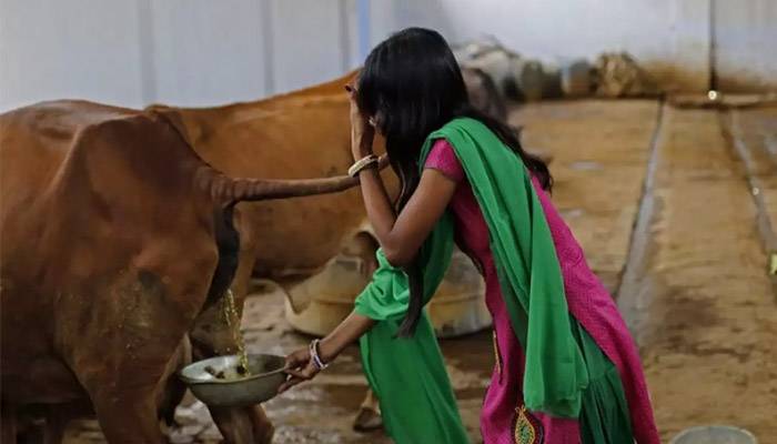 করোনা রুখতে ৫০০ রুপিতে বিক্রি হচ্ছে গোমূত্র!