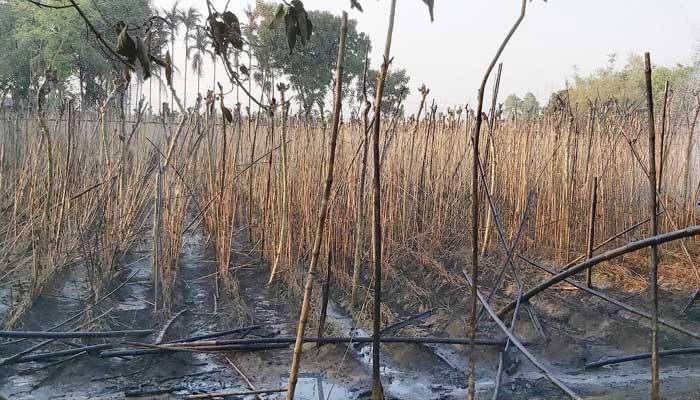 ১২ কৃষকের বসতঘরসহ পানবরজ পুড়ে ছাই
