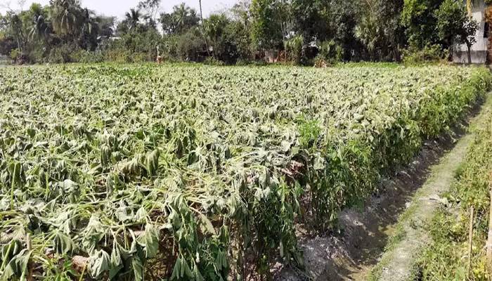 লাউ নিতে বাধা দেওয়ায়...