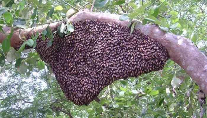 জানাজার সময় মৌমাছির হানা, প্রাণ গেল একজনের