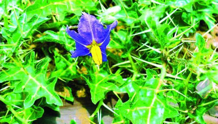 জটিল শ্বাসরোগের উপশম কন্টিকারি