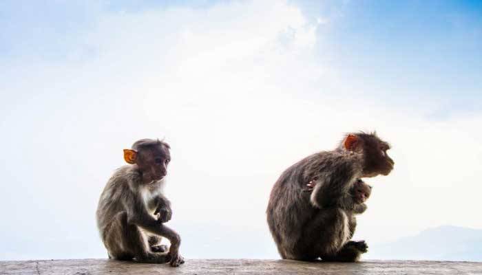 করোনাভাইরাস: গবেষণাগারে ইঁদুর-বানর সংকট