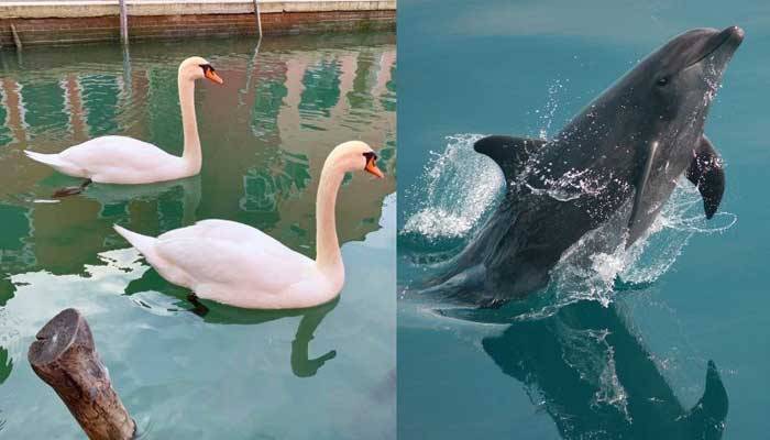 ভেনিস ক্যানেলে ফিরে এসেছে রাজহাঁস-ডলফিন