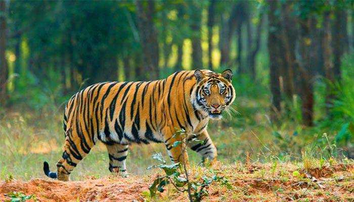 সুন্দরবনে বাঘের সংখ্যা ১১৪টি