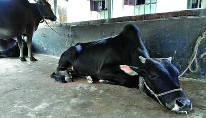 পুকুরে পানি পানের পর লাফাতে লাফাতে মারা গেল ১১ গরু