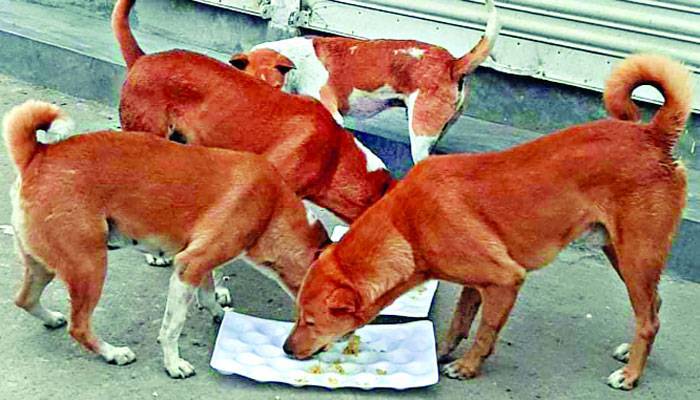 অসহায় কুকুরের জন্যও খাদ্য সহায়তা অসহায় কুকুরের জন্যও খাদ্য সহায়তা