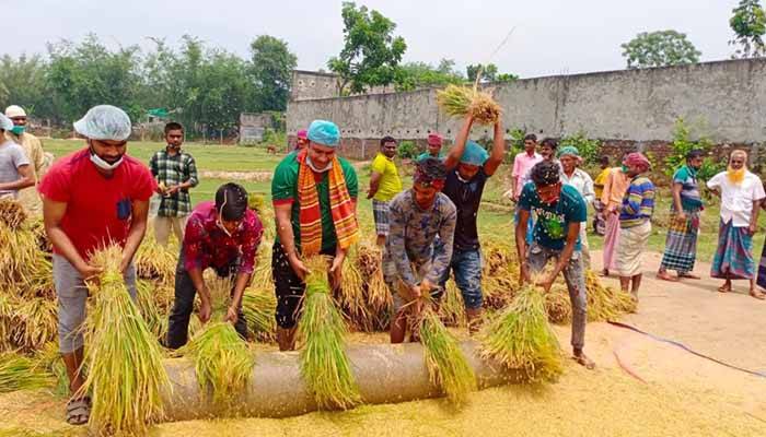 গাজীপুরে কৃষকের ধান কেটে মাড়াই করে দিল স্বেচ্ছাসেবক লীগ