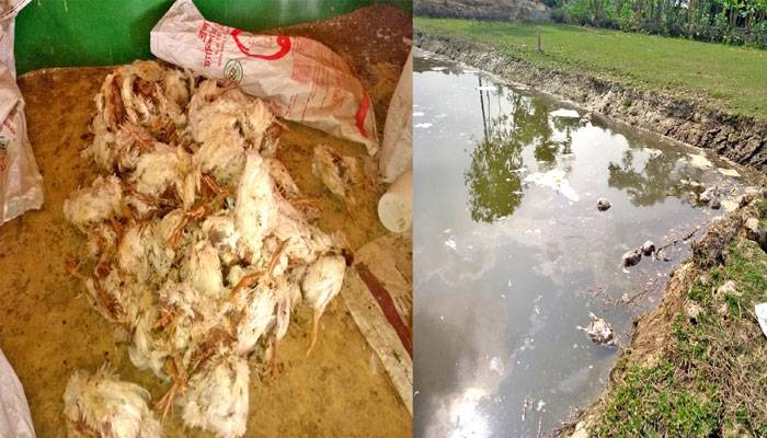 পুকুর ও ছড়ায় ফেলা হলো হাজারো মৃত মুরগি
